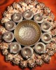 Pure Brass Diwali Dia Plate with 10 Dia Slots Pure Brass Diwali Dia Plate with 10 Dia Slots